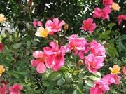 Rosa Mutabilis